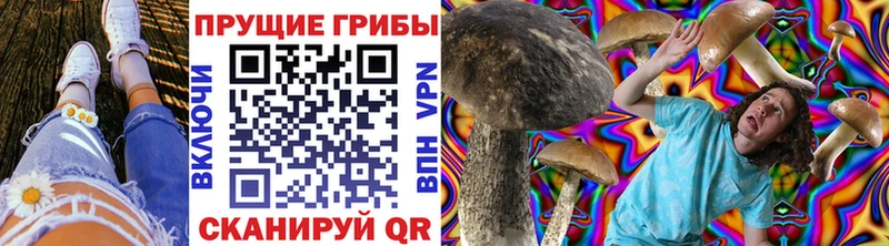 наркотики Сасово Галлюциногенные грибы Psilocybe